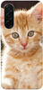 Foto Case Samsung Galaxy A26 5G rudy kot