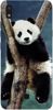 Foto Case LG K20 panda na drzewie